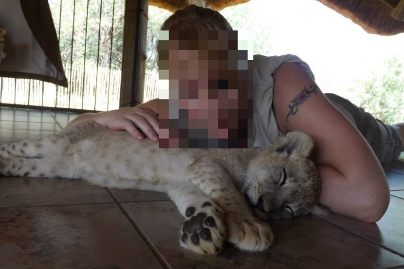 Een vrouw ligt op de grond om een welpje te knuffelen Een leeuwen welp wordt geaaid door een toerist