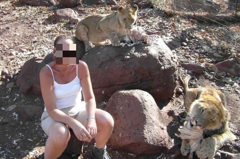 Een vrouw poseert tussen twee leeuwen Een toerist op de foto met twee leeuwen die net werden gevoederd