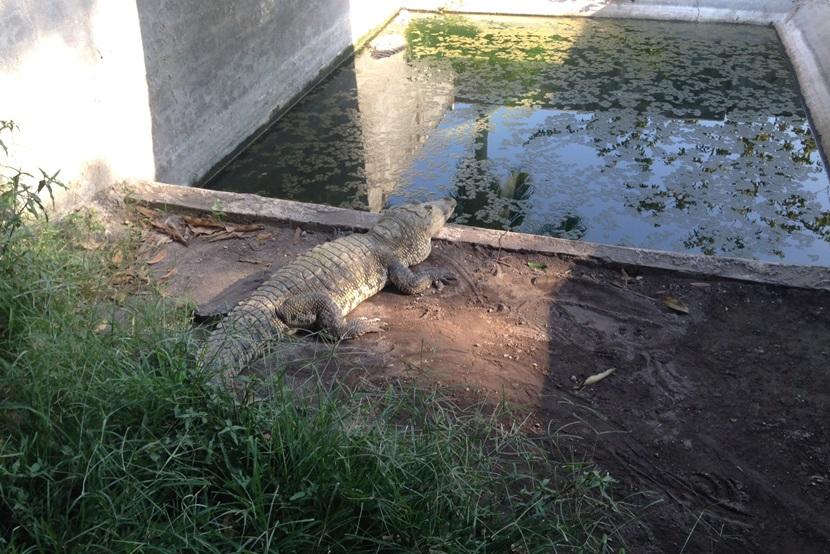 Een krokodil in het opvangcentrum in Mexico Krokodil bij opvancentrum in Mexico