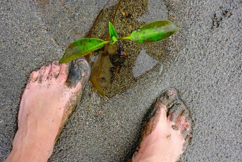 Mangroveplantje Vrijwilligers helpen bij de herplanting van mangroves