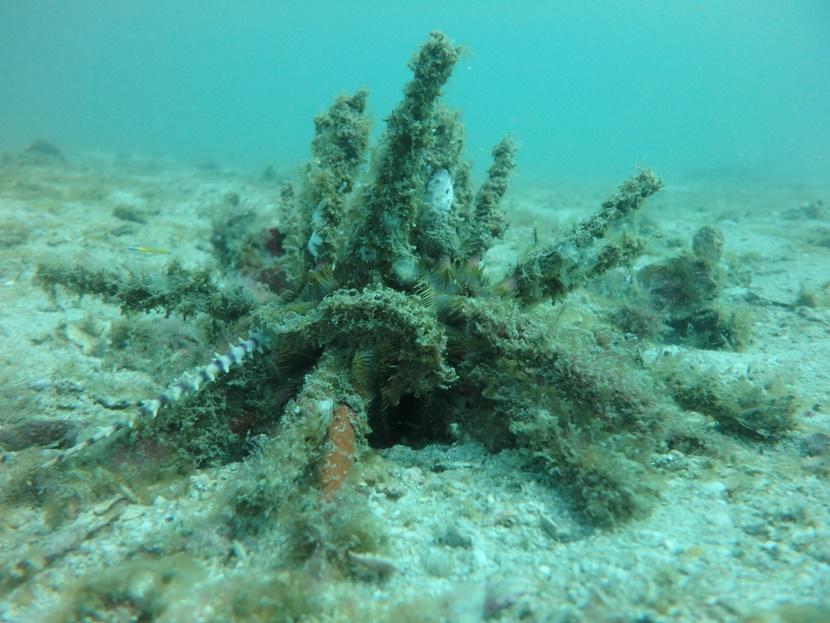 Een zeepaardje voorkomt door middel van camouflage dat het wordt opgegeten door roofdieren Een zeepaardje gebruikt camouflagetechnieken om niet op te vallen in zijn omgeving