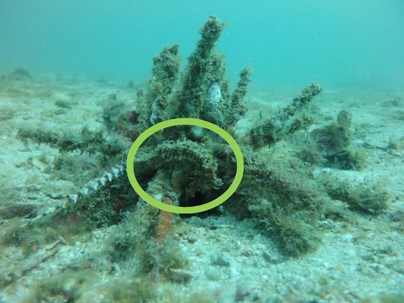 Je vindt het verstopte zeepaardje in de cirkel In de cirkel zie je het gecamoufleerde zeepaardje