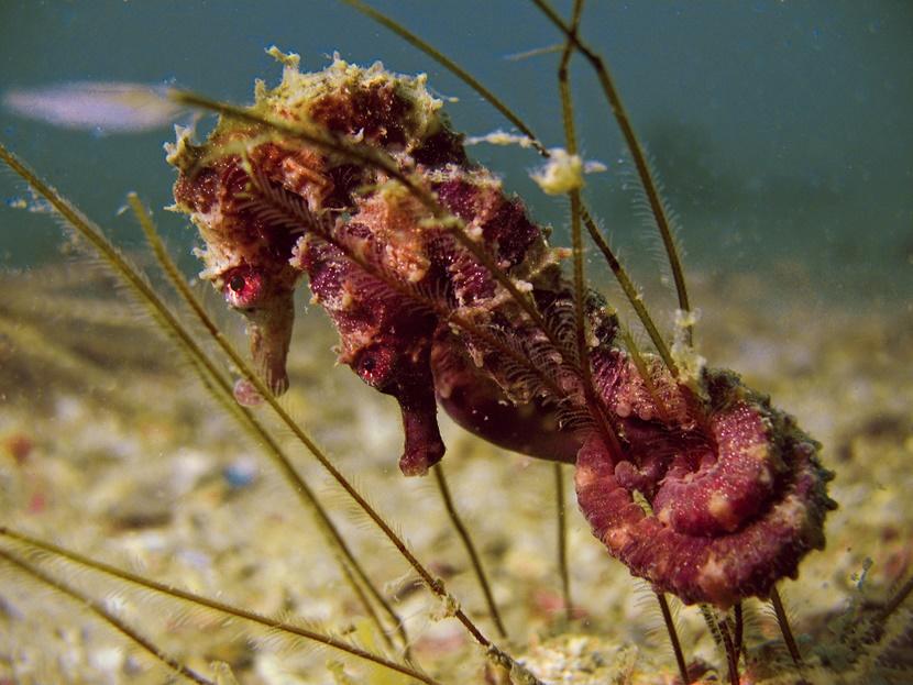 Twee zeepaardjes voor de kust van Cambodja, die zich met hun staart aan het zeegras hebben vastgegrepen. Twee zeepaardjes houden zich vast aan het zeegras voor de kust van Cambodja
