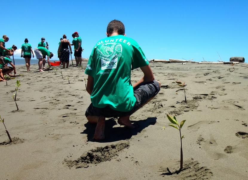 Vrijwilligers helpen bij het planten van jonge mangroven op het strand in Fiji. Een belangrijke taak van vrijwilligers in Fiji is het planten van jonge mangroven op het strand in Fiji.