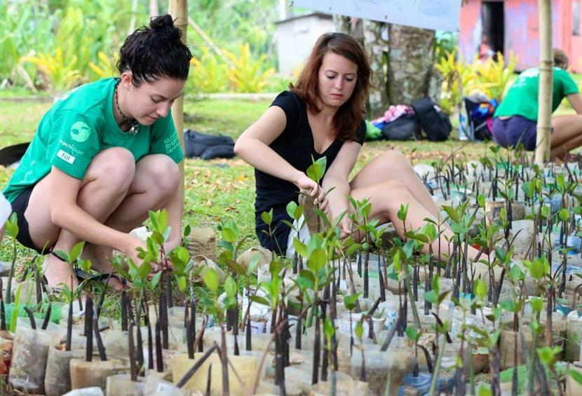 Vrijwilligers in Fiji planten mangrove zaden in de lokale kwekerij. Tijdens het natuurbehoud project in Fiji planten vrijwilligers jonge mangroven.