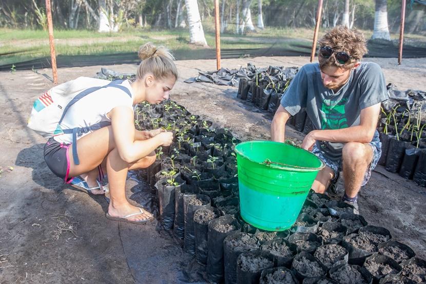 In Mexico helpen vrijwilligers bij het planten van mangroven. Vrijwilliger in Mexico helpt bij het planten van mangroven