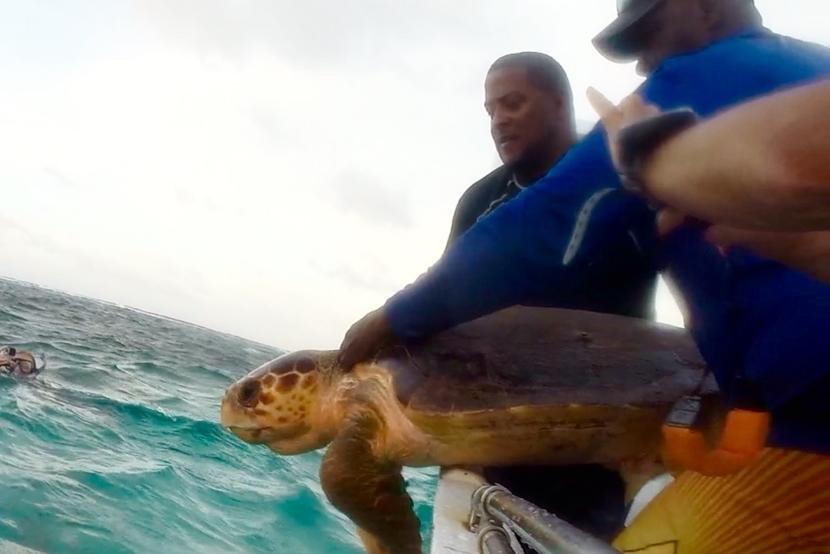 Als onderdeel van het natuurbehoud project in Belize taggen de medewerkers schildpadden voor onderzoek. Een grote zeeschildpad in Belize wordt getagd voor onderzoek.