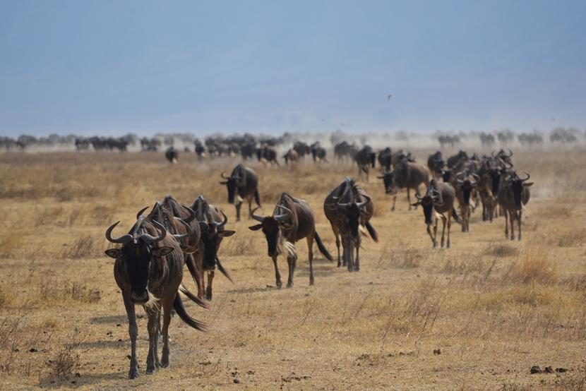 In het Ngorongoro natuurreservaat in Tanzania zie je heel veel verschillende wilde dieren. TIn de Ngorongoro krater zie je onder anderen honderden gnoes.
