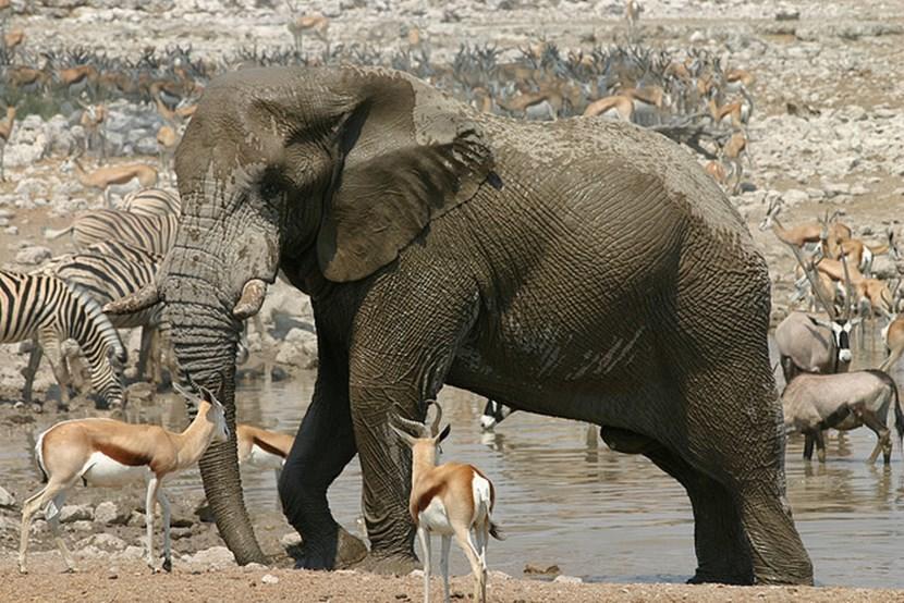 Wildlife in Etosha National Park Wildlife in Etosha National Park