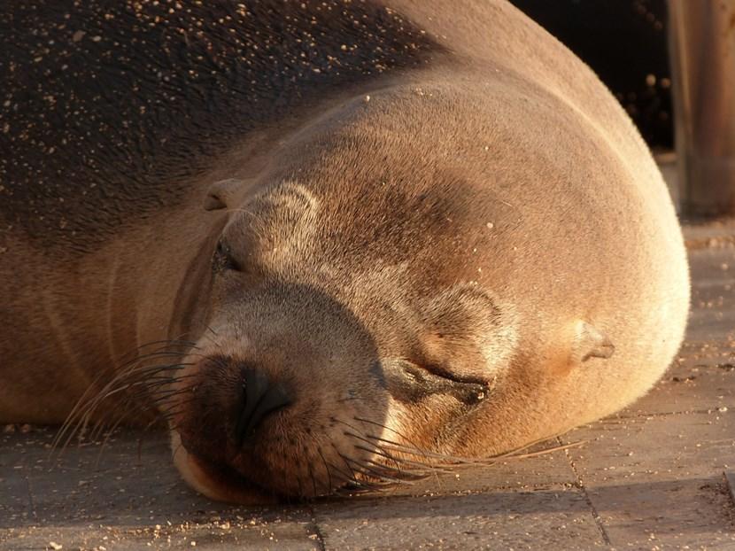 Galapagos Wildlife Galapagos Wildlife