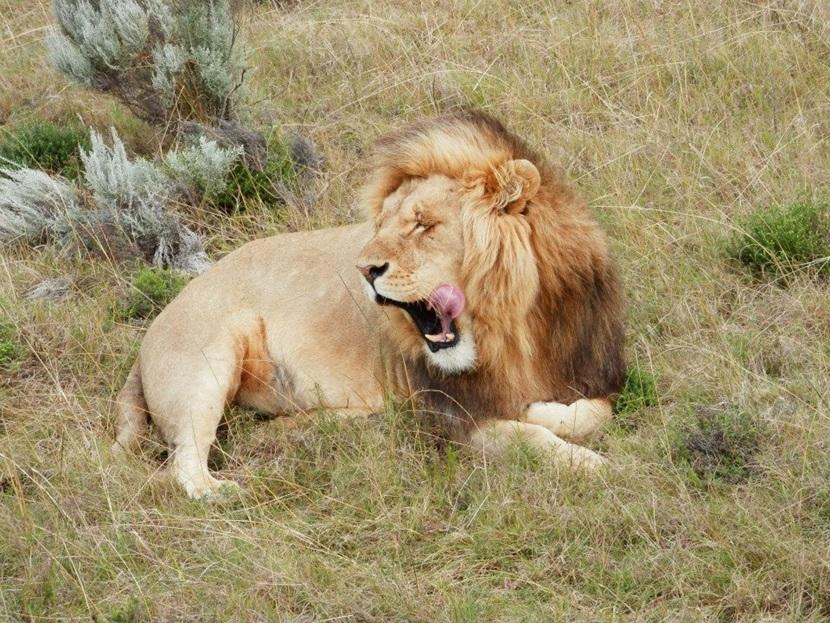 Lion in South Africa Lion in South Africa