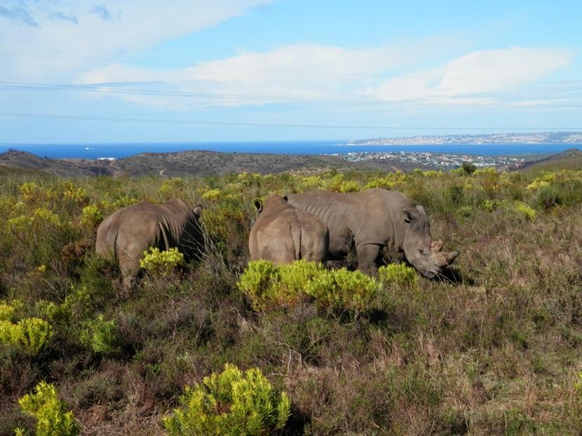 South African Wildlife South African Wildlife