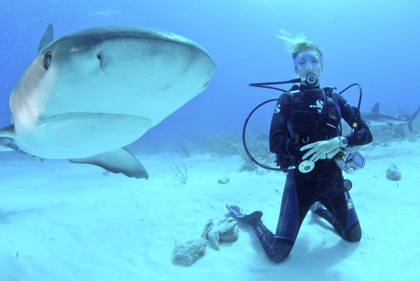 Sharks Attacked: The Conservation Crisis Sharks Attacked: The Conservation Crisis