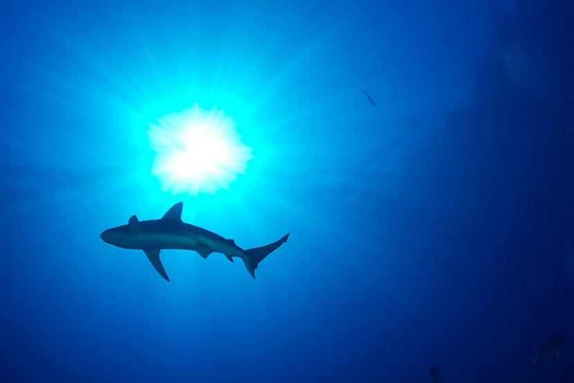 Shark swimming in the ocean Shark swimming in the ocean