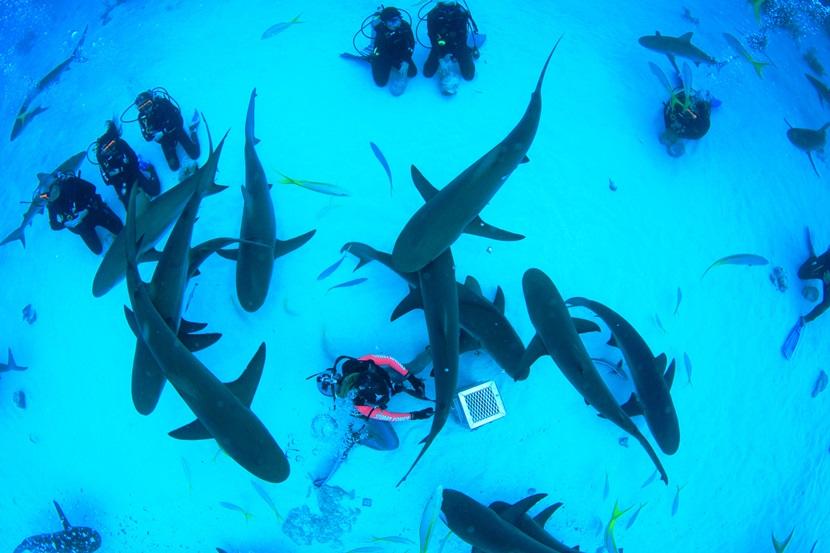 Shark tourism Shark tourism