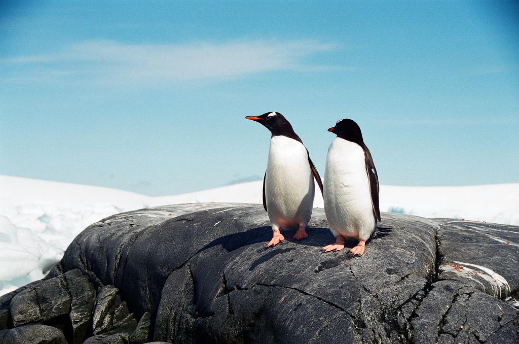 Penguins in Antarctica Penguins in Antarctica