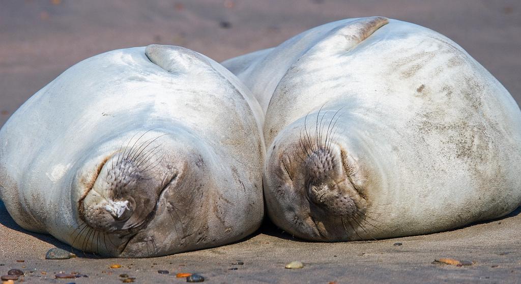 Seals on Peninsular Valdes Seals on Peninsular Valdes