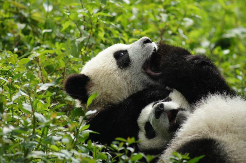 Playful pandas in China Playful pandas in China