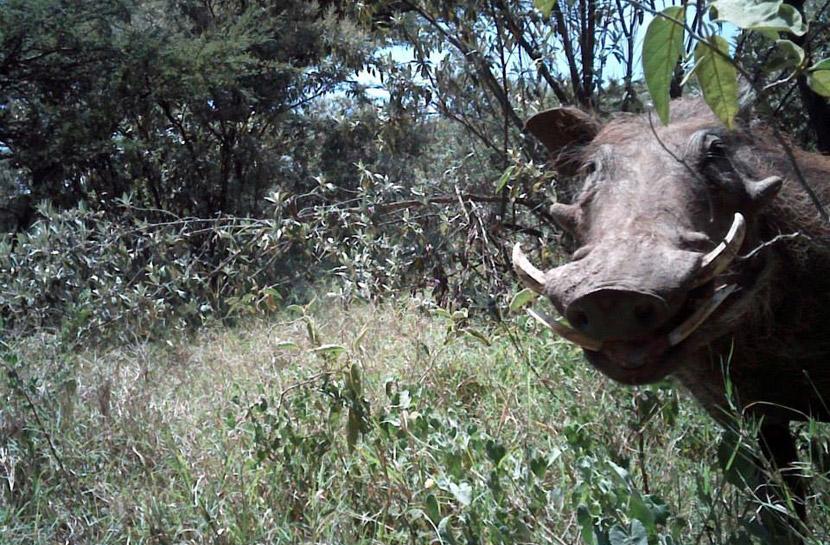 A curious warthog in Kenya A curious warthog in Kenya
