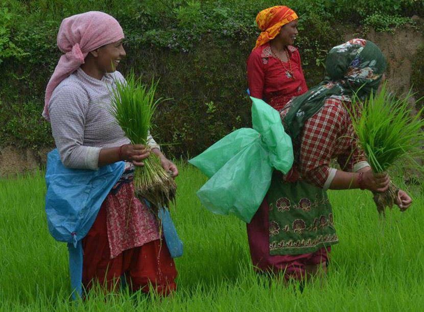 Harvesting rice in Nepal Harvesting rice in Nepal