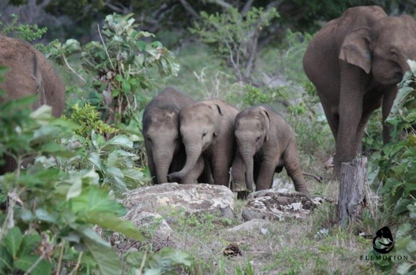Wild elephants Wild elephants