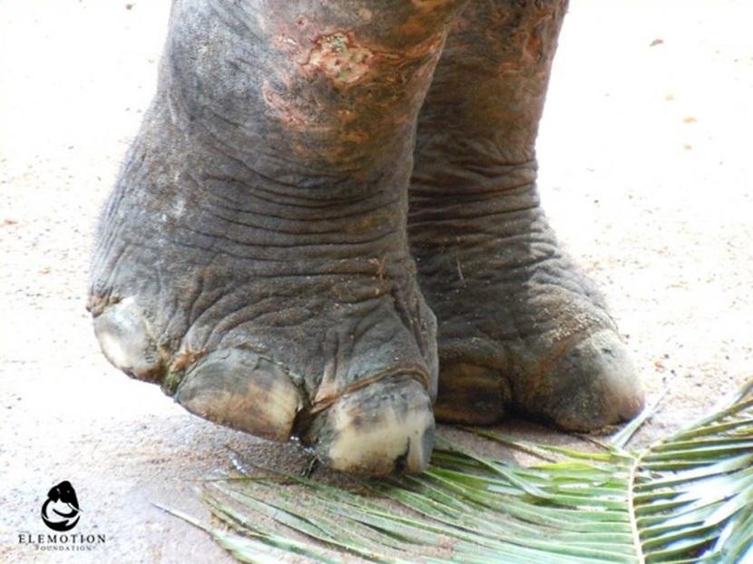 A trekking elephant A trekking elephant