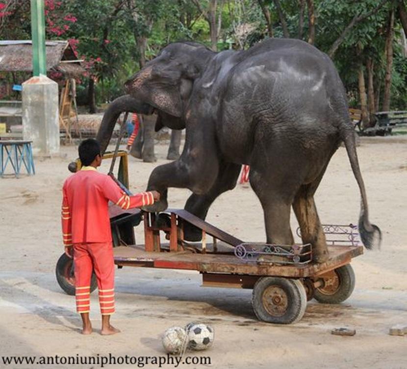 An elephant performing in a show An elephant performing in a show