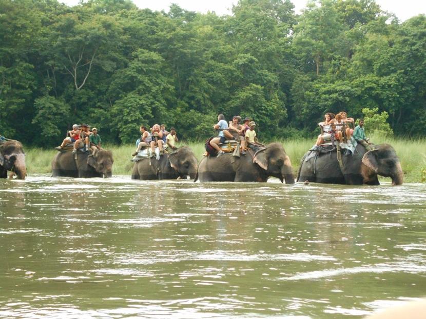 Elephant rides in Chitwan Elephant rides in Chitwan