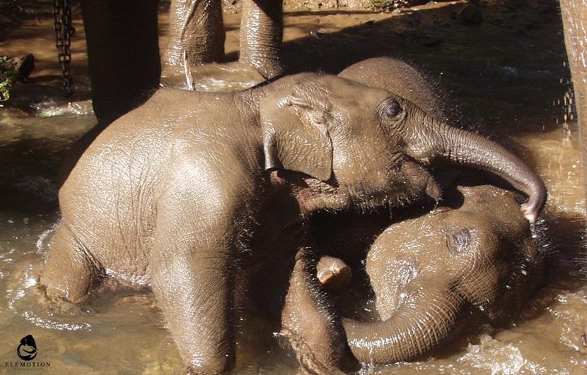 Baby elephants in a sanctuary Baby elephants in a sanctuary