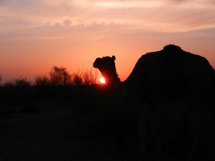 Camel safari in Jaisalmer Camel safari in Jaisalmer