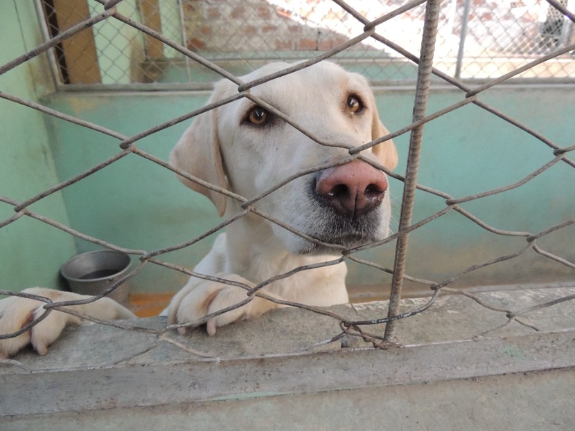 Dog Dog