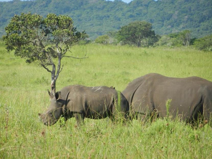 Hluhluwe-iMfolozi National Park Hluhluwe-iMfolozi National Park