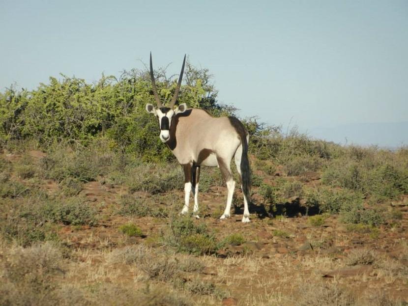 Karoo National Park Karoo National Park