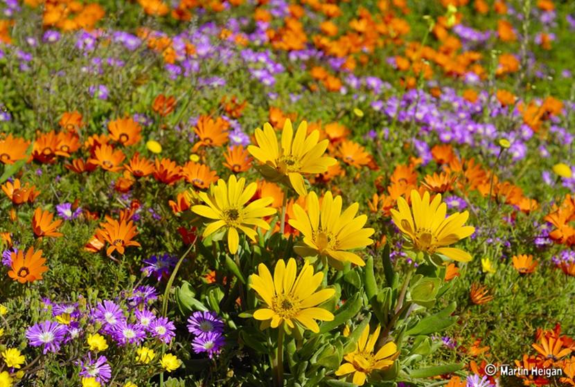 Namaqualand Namaqualand