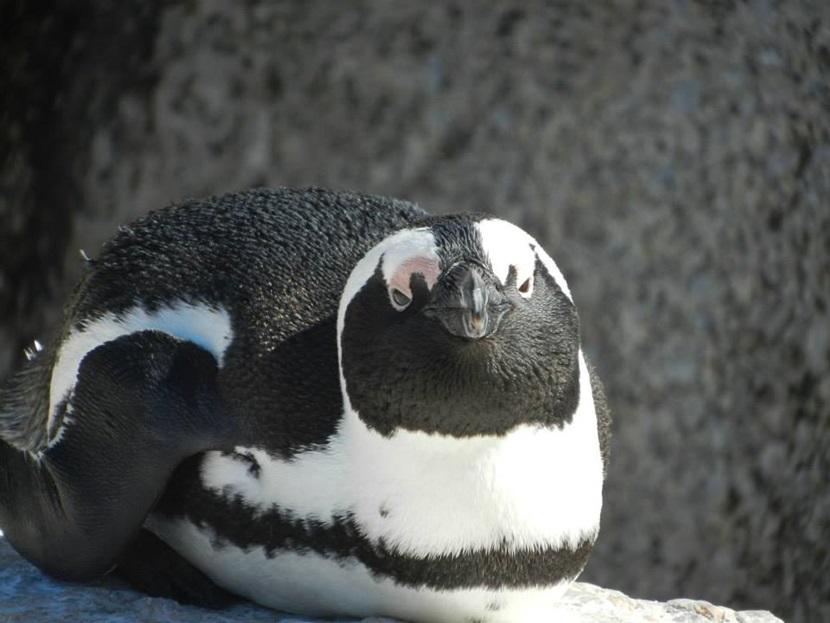 Penguin on Boulder’s Beach CPenguin on Boulder’s Beach