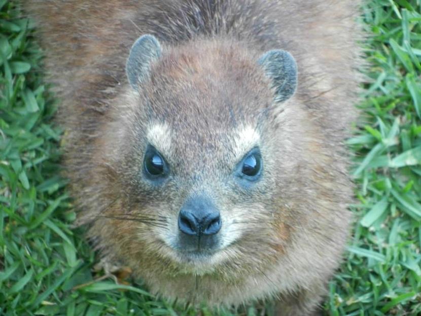 Dassie Dassie