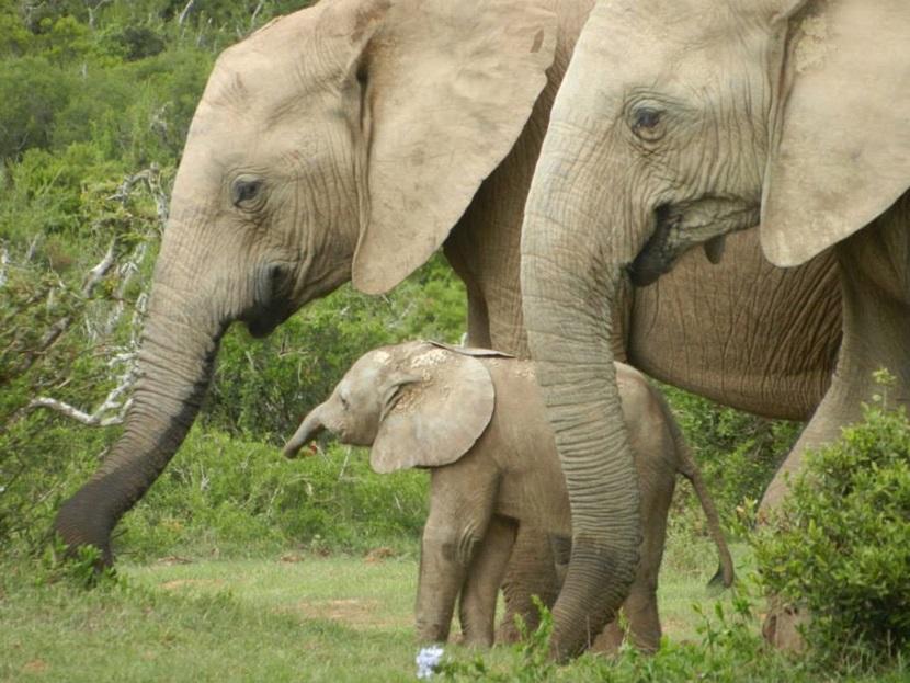 Elephants in Addo Elephants in Addo