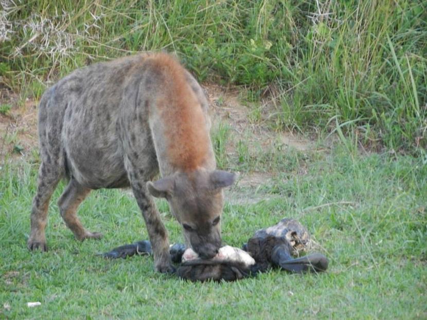 Hyena with kill Hyena with kill