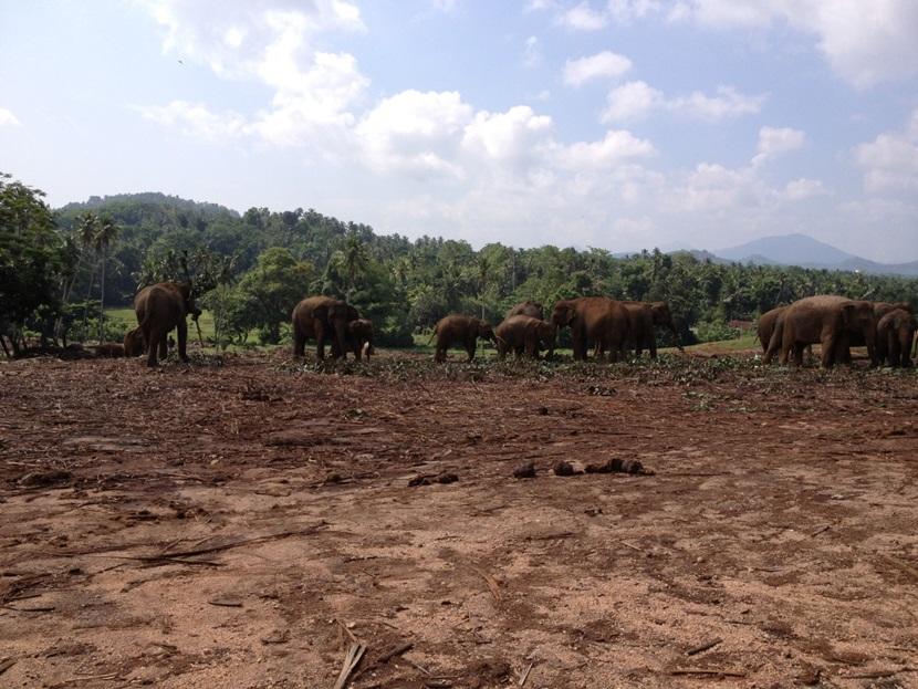 Visiting the elephants Visiting the elephants