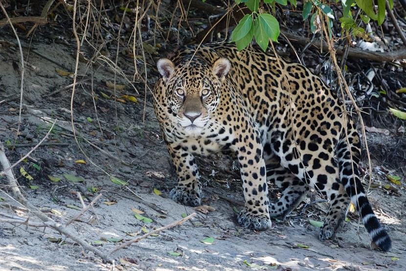 The Pantanal The Pantanal