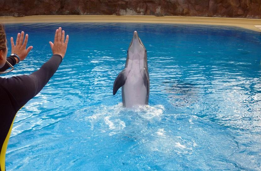 Dolphin training Dolphin training