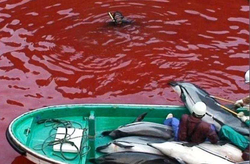 Dolphin slaughter in Japan Dolphin slaughter in Japan
