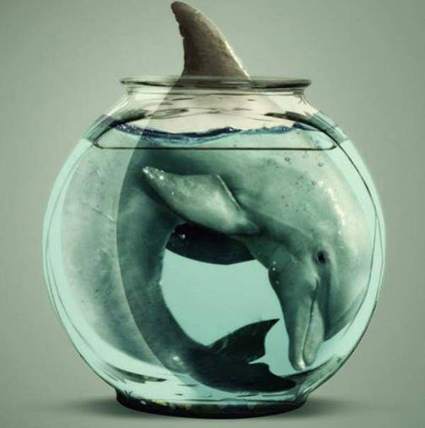 How a dolphin feels in captivity How a dolphin feels in captivity