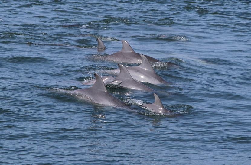 Wild dolphins Wild dolphins