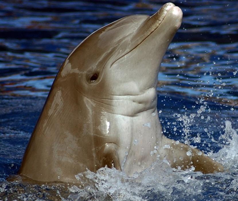 The dolphin smile The dolphin smile