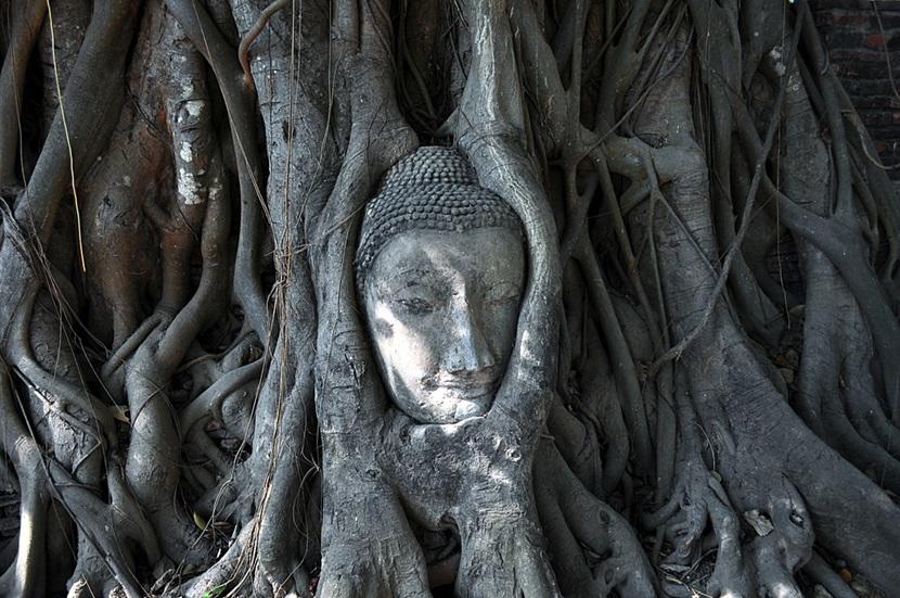 Buddha’s head in Ayutthaya Buddha’s head in Ayutthaya