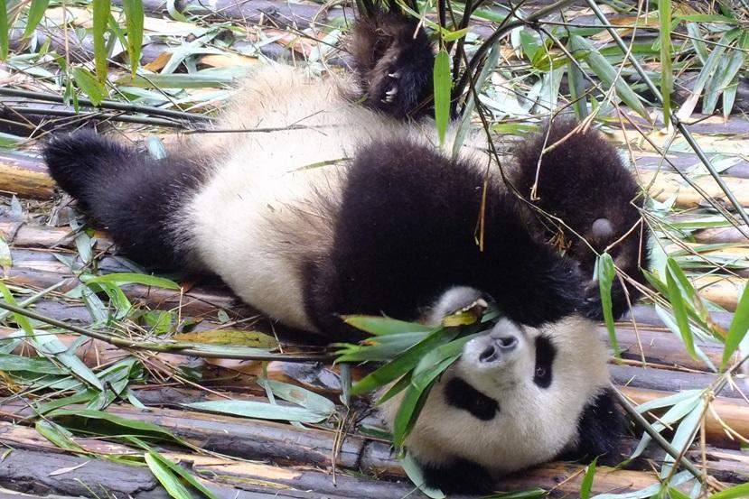 The Giant Panda Research Base The Giant Panda Research Base