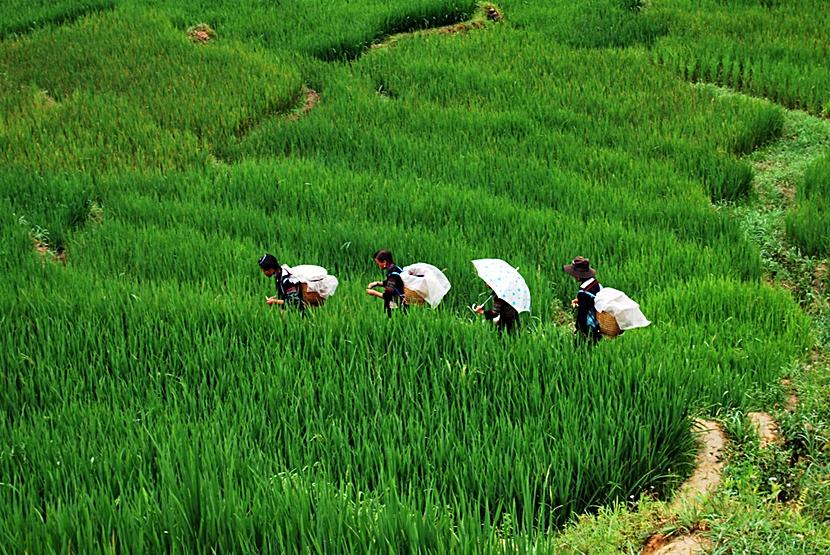 Trekking in Sapa Trekking in Sapa