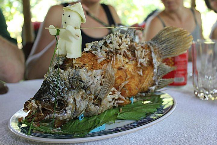 Elephant Ear fish Elephant Ear fish