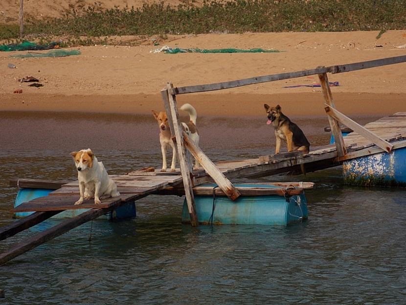 Dogs in Pham Rang Dogs in Pham Rang